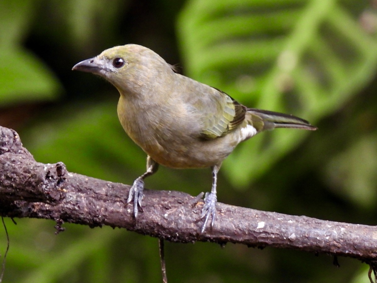 Пальмовая танагра - ML645605433