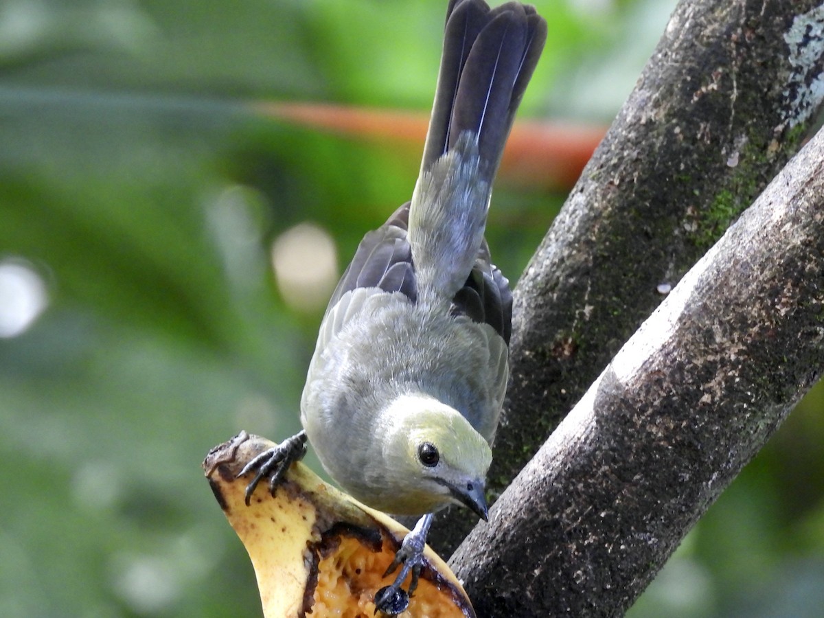 Пальмовая танагра - ML645605434