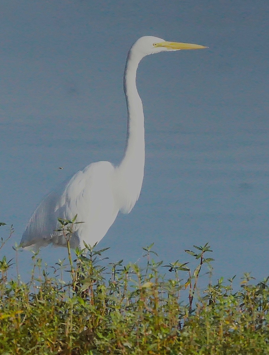 Большая белая цапля - ML645605439