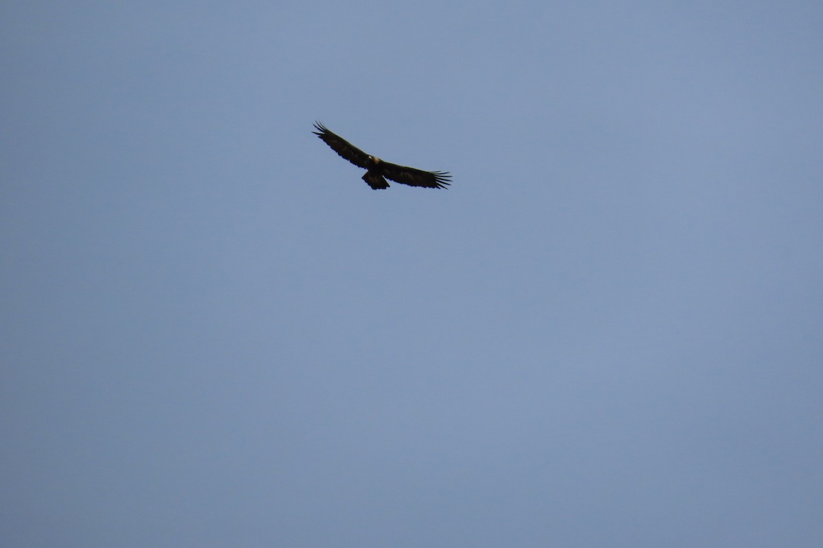 Беркут - ML645605447