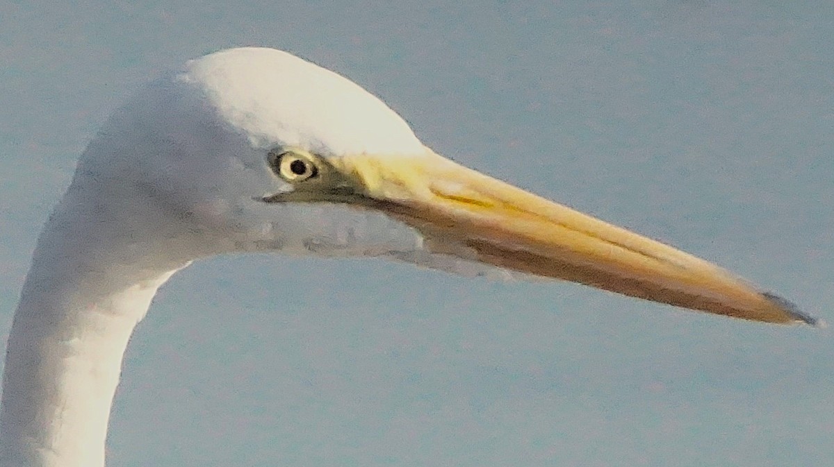 Большая белая цапля - ML645605448