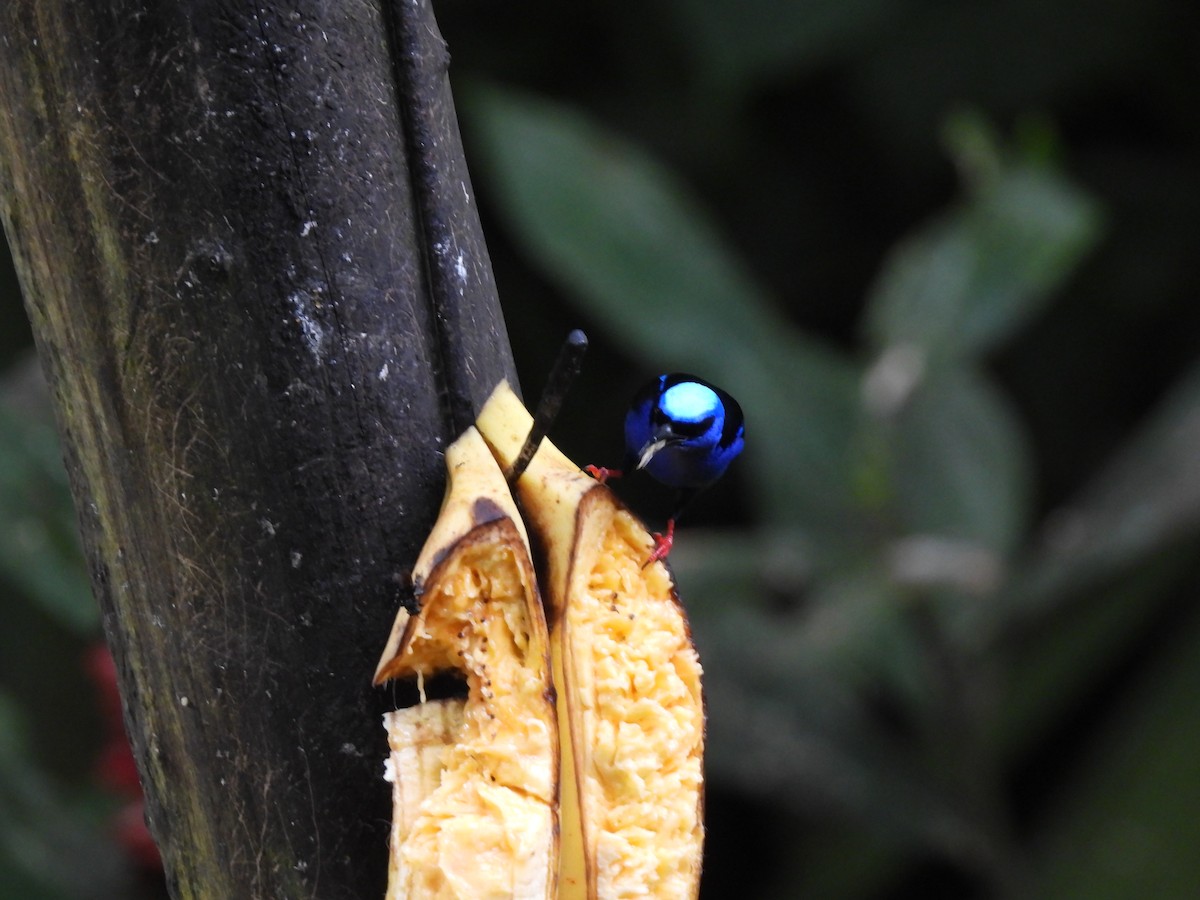 Красноногий саи - ML645605449