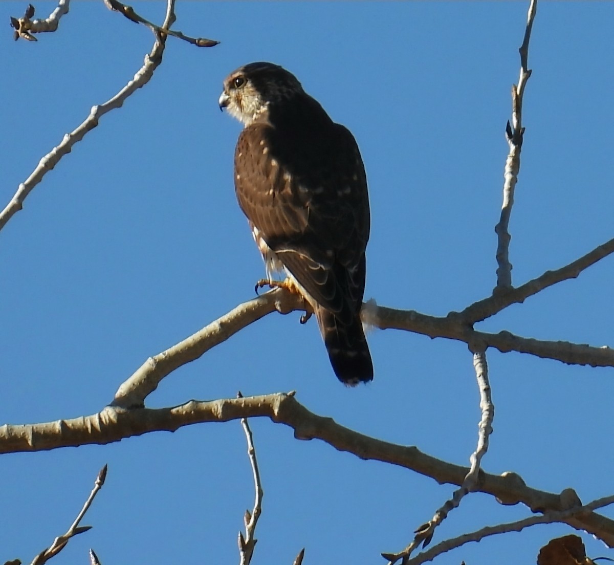 Дербник - ML645605450