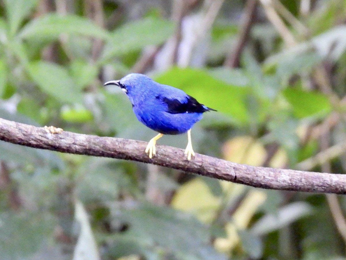 Желтоногий саи - ML645605454