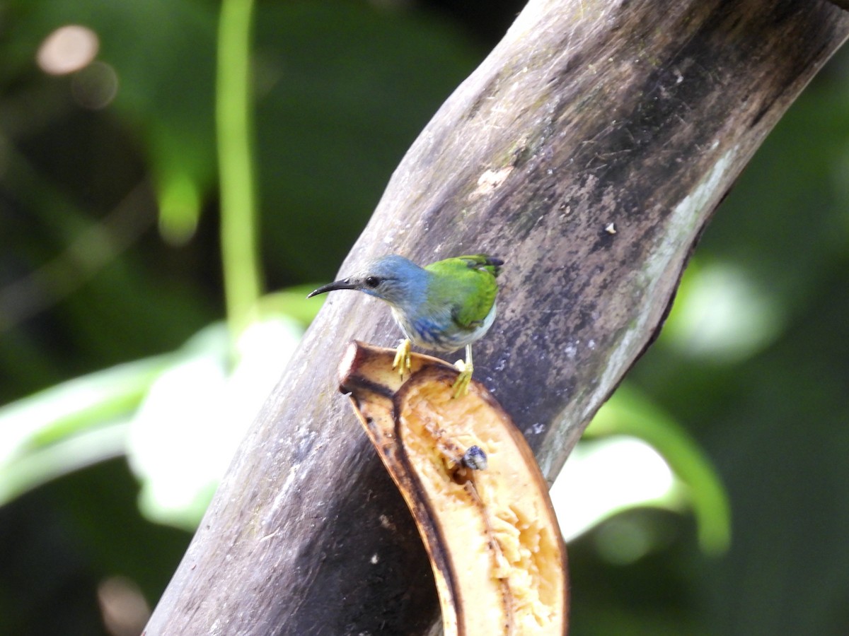 Желтоногий саи - ML645605455