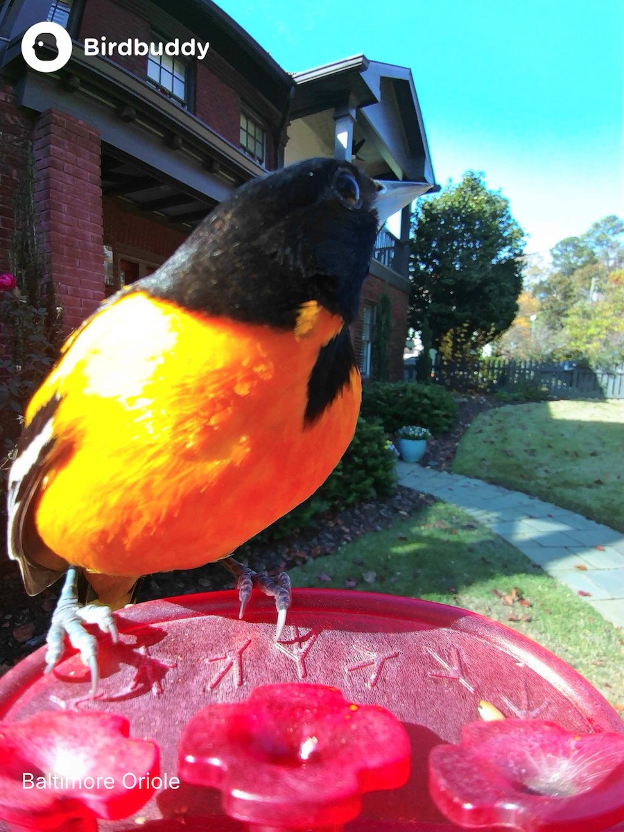 Baltimore Oriole - ML645605457