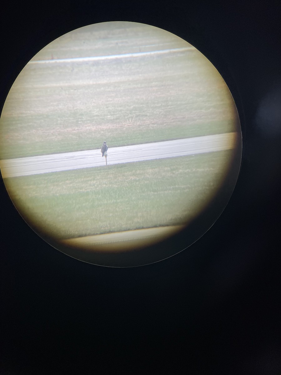 káně rousná - ML645605458