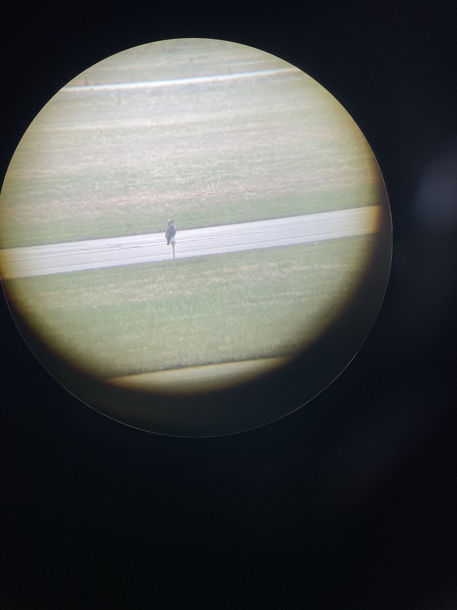 káně rousná - ML645605459