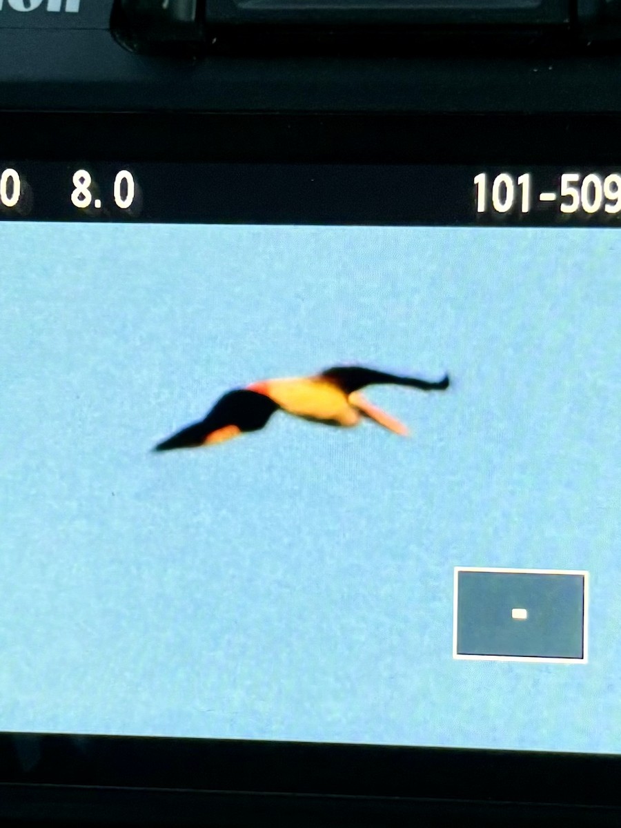 Пеликан-носорог - ML645605469