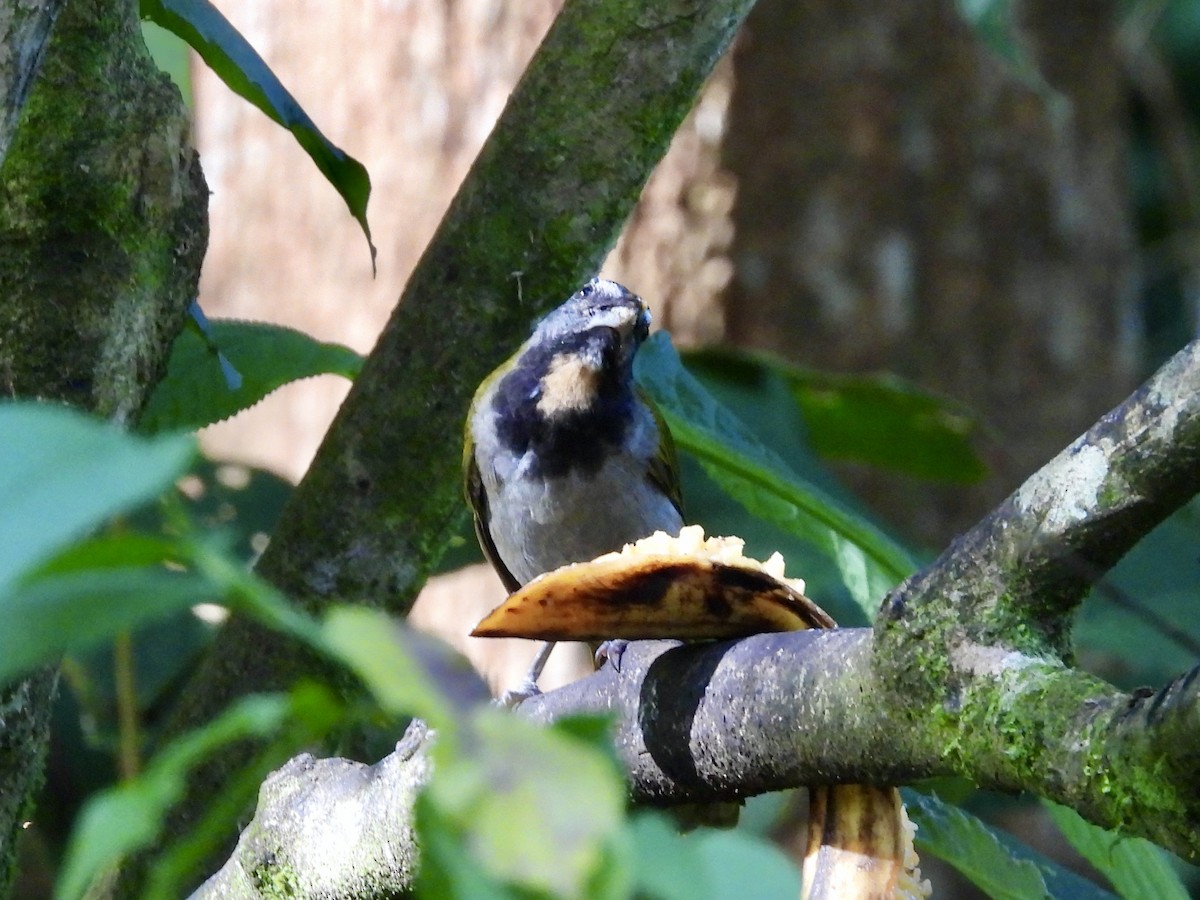 Buff-throated Saltator - ML645605471