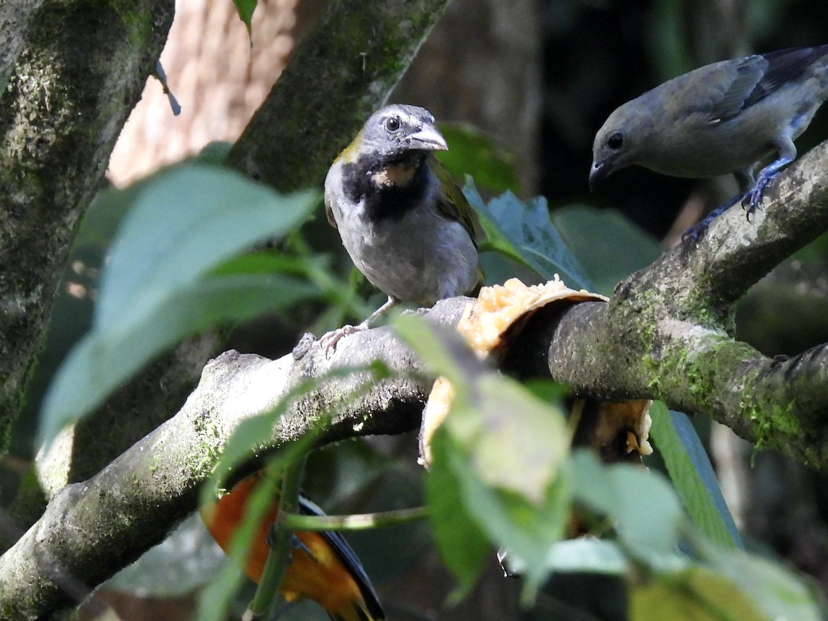 Buff-throated Saltator - ML645605472