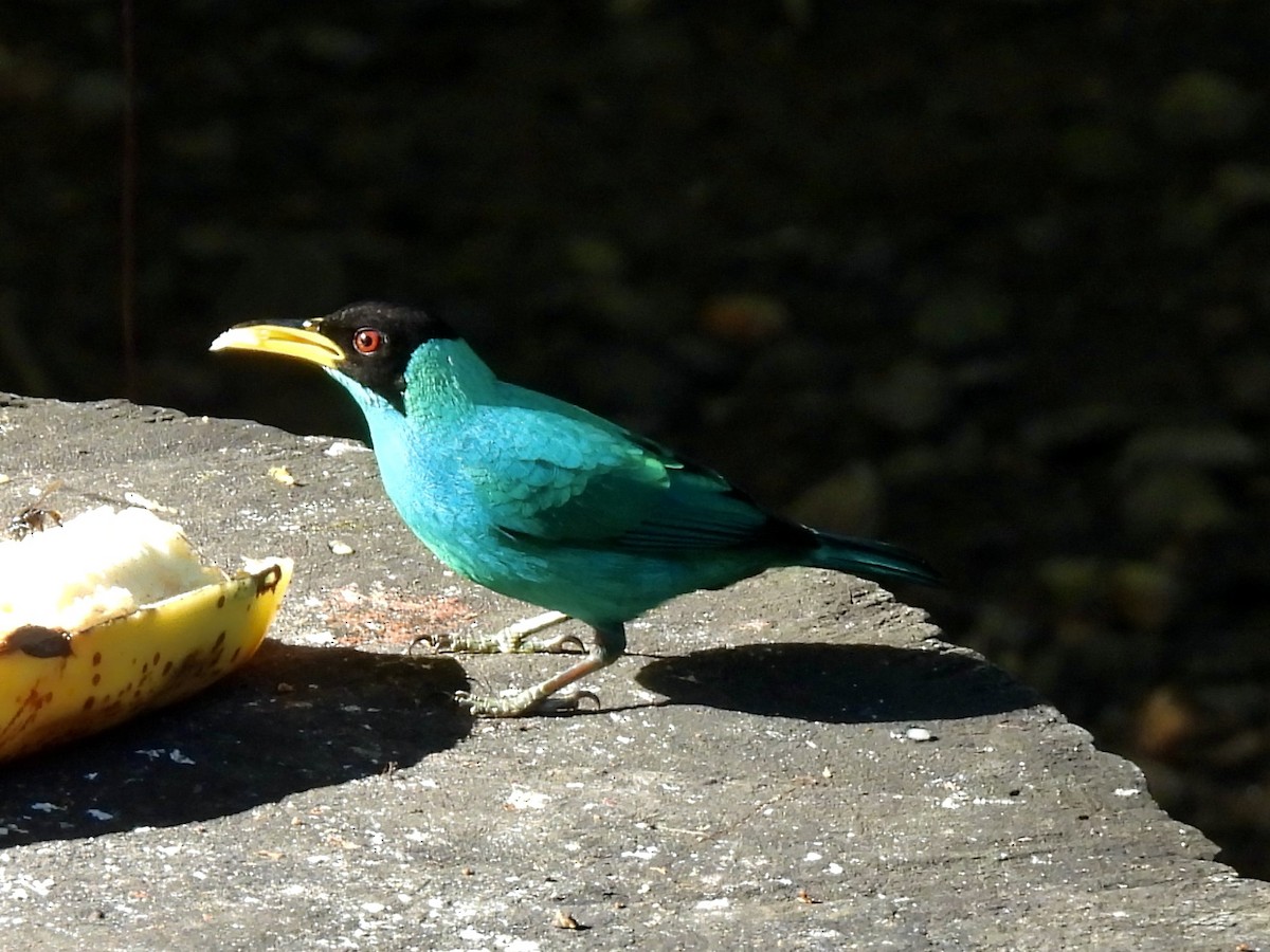 Малахитовый саи - ML645605477