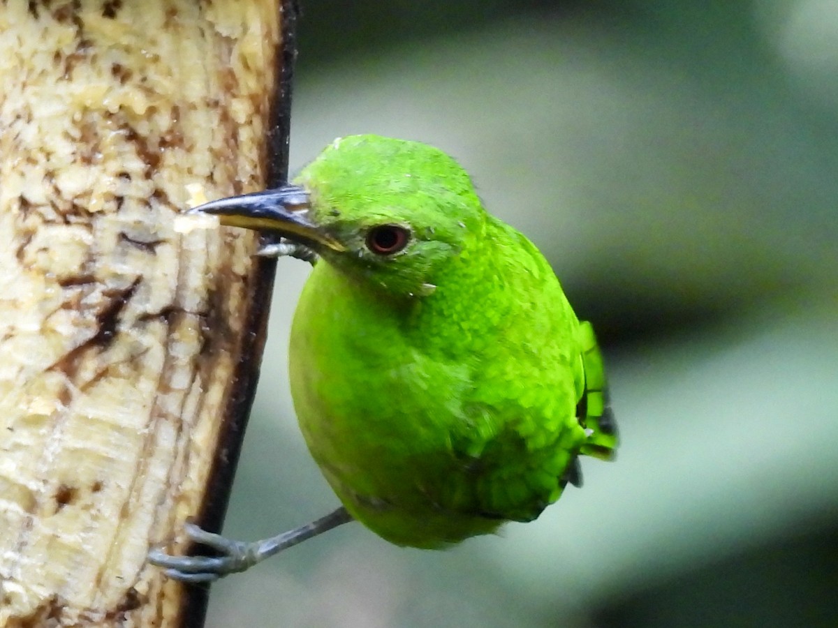 Green Honeycreeper - ML645605479