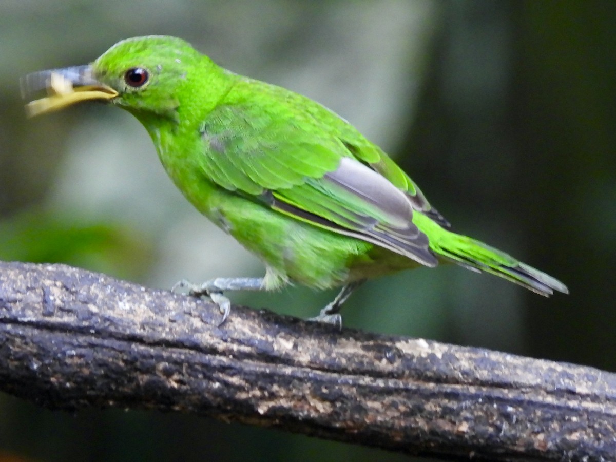 Green Honeycreeper - ML645605480