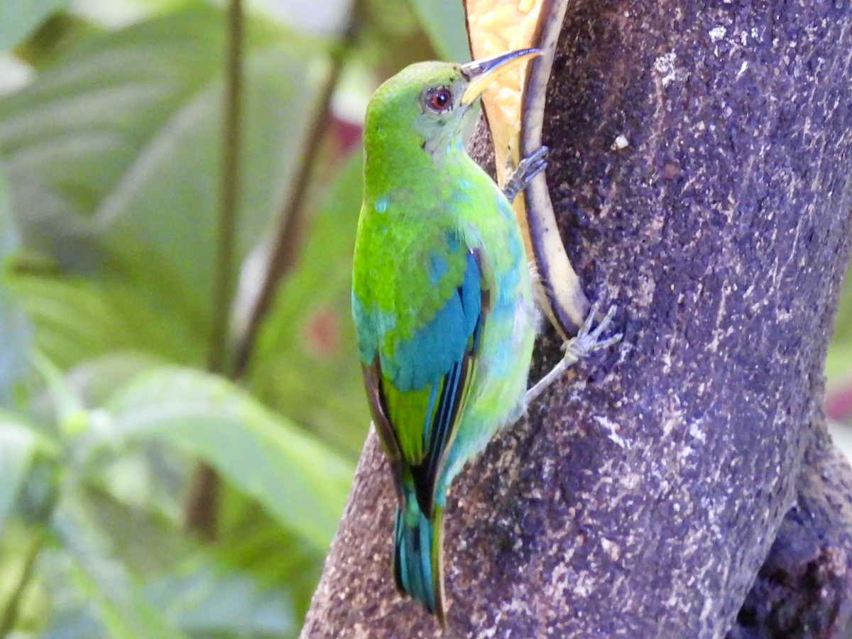 Green Honeycreeper - ML645605481