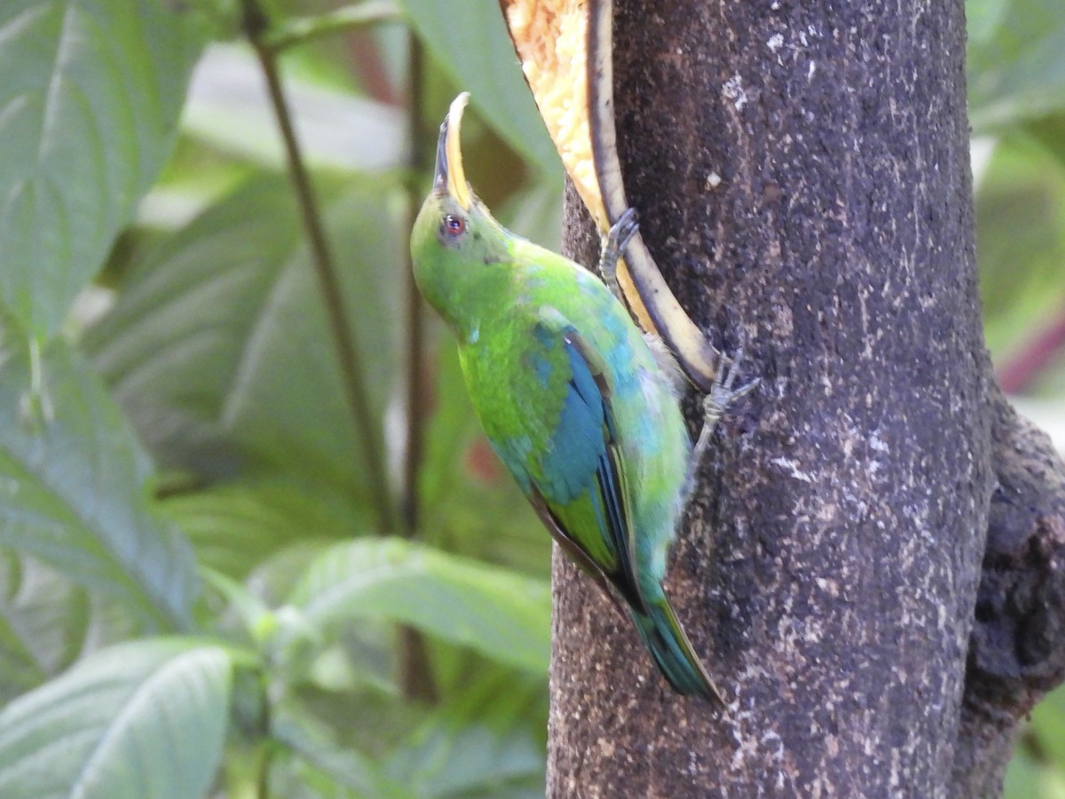 Green Honeycreeper - ML645605482