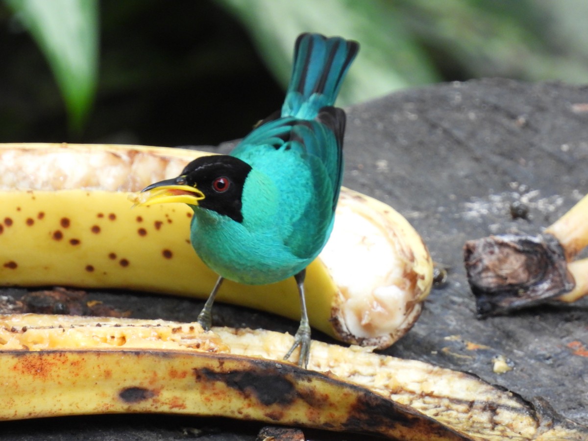 Малахитовый саи - ML645605484