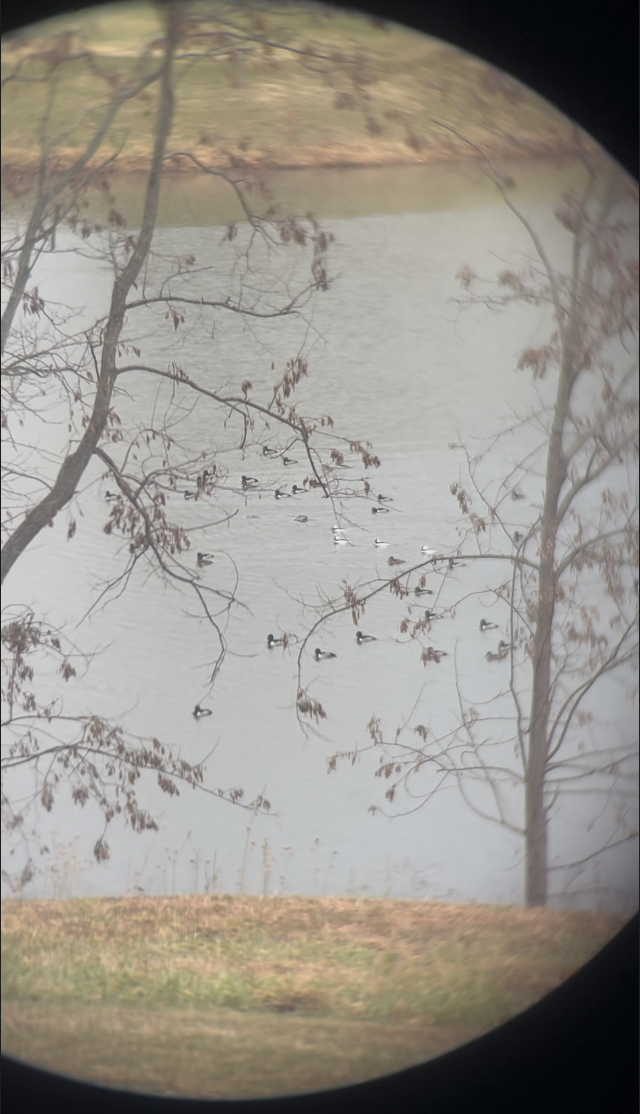 Bufflehead - ML645605485