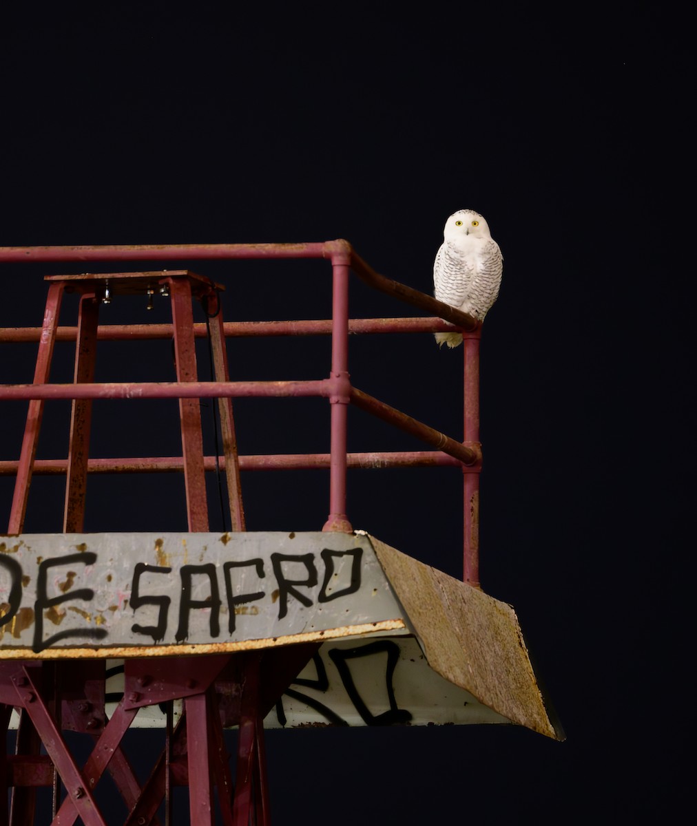 Сова біла - ML645605489