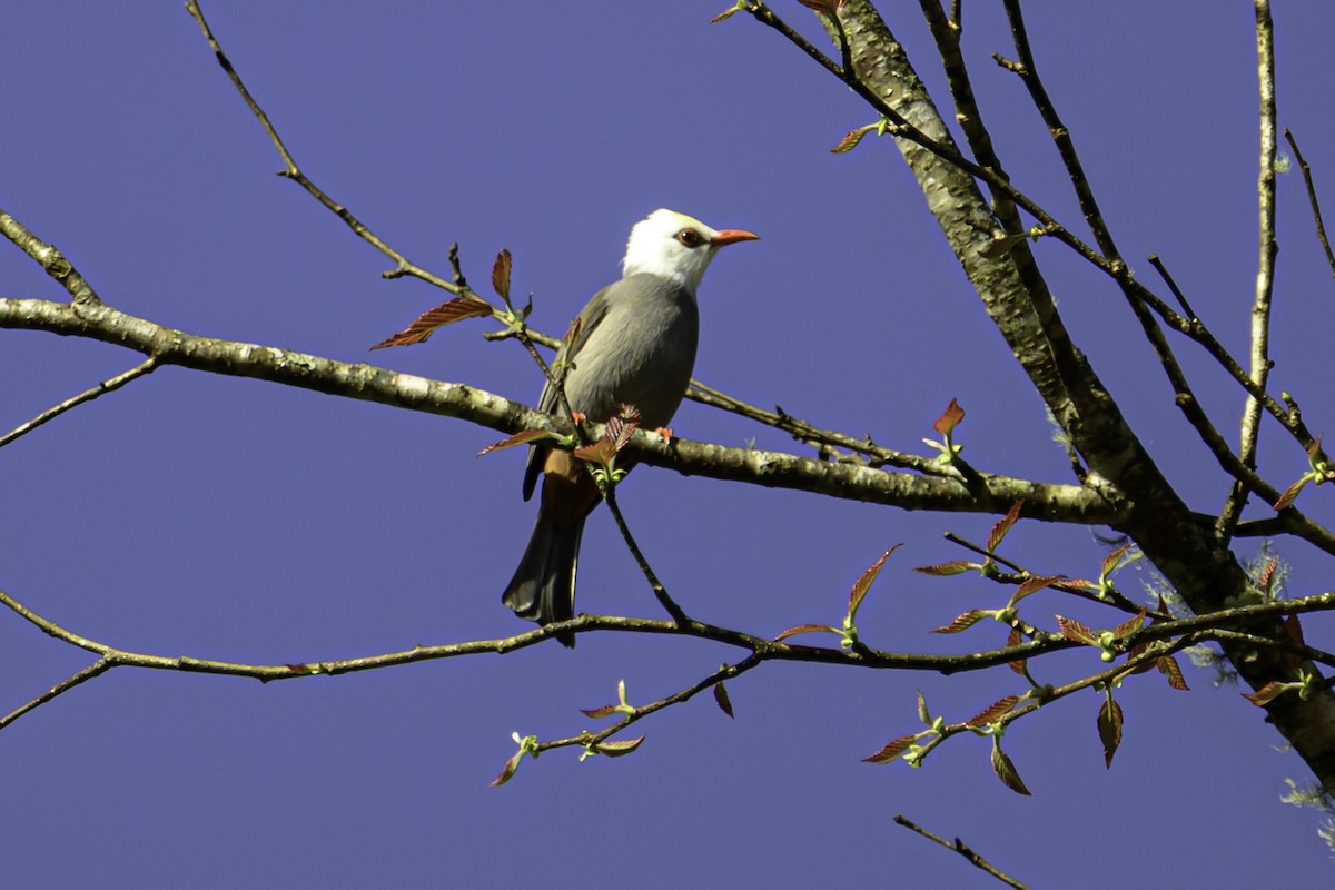 White-headed Bulbul - ML645605490