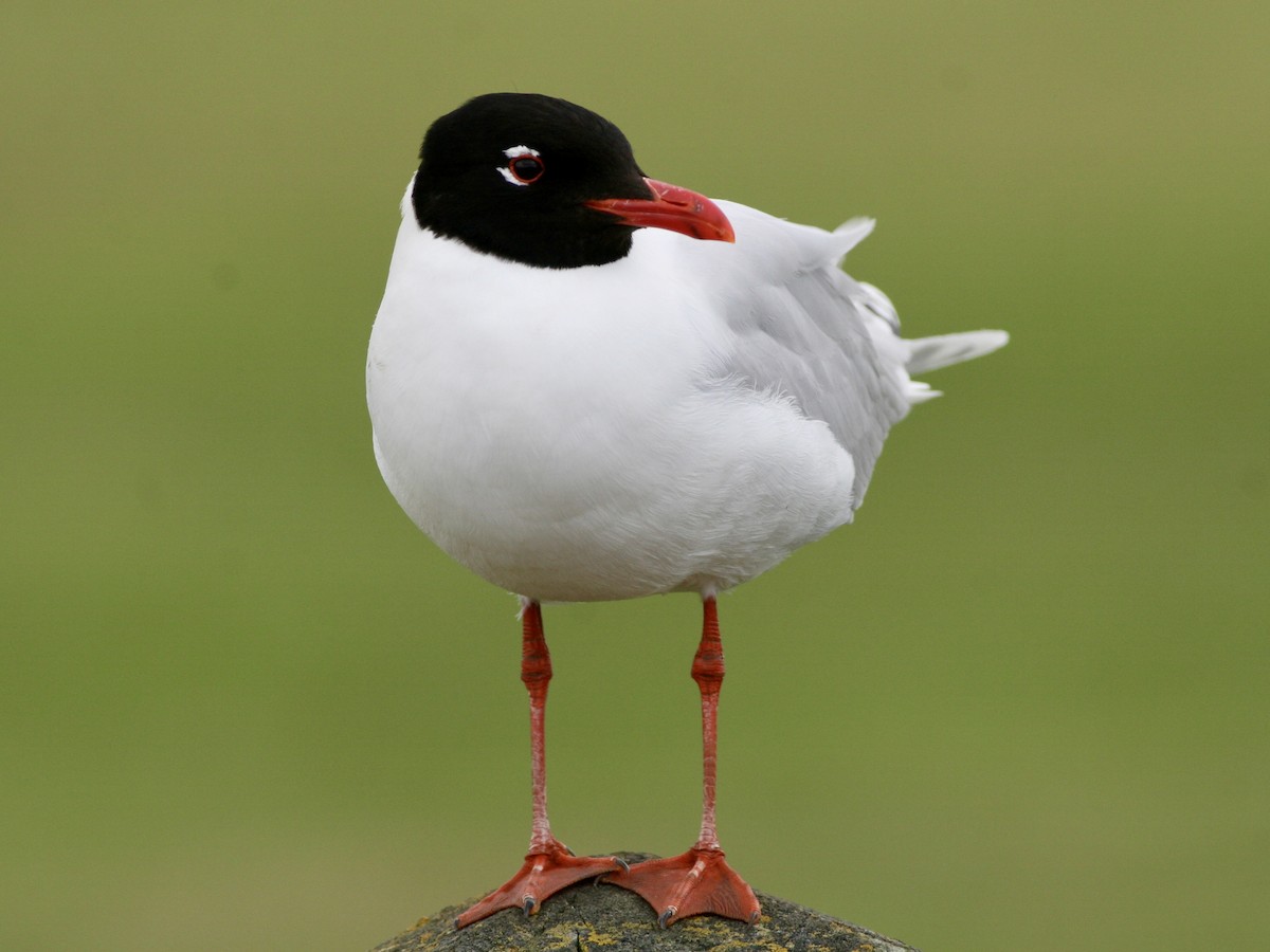 Mediterranean Gull - ML645605504