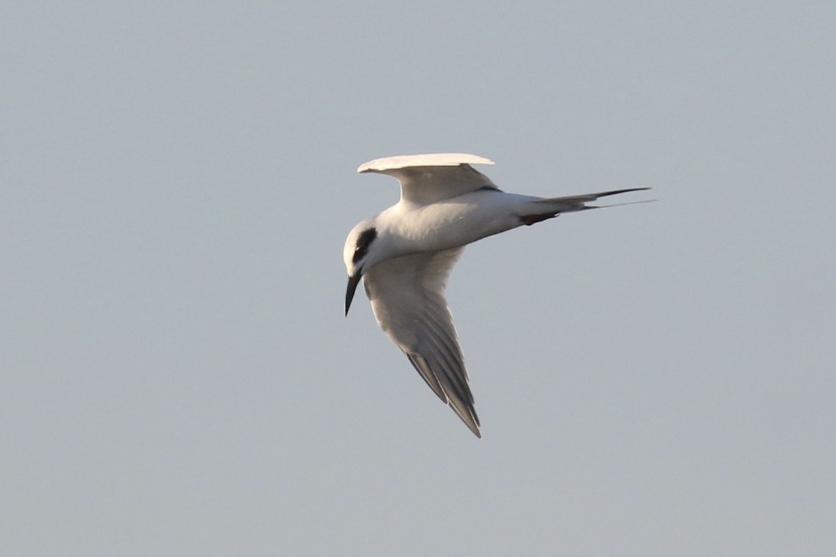 Forster's Tern - ML645605524