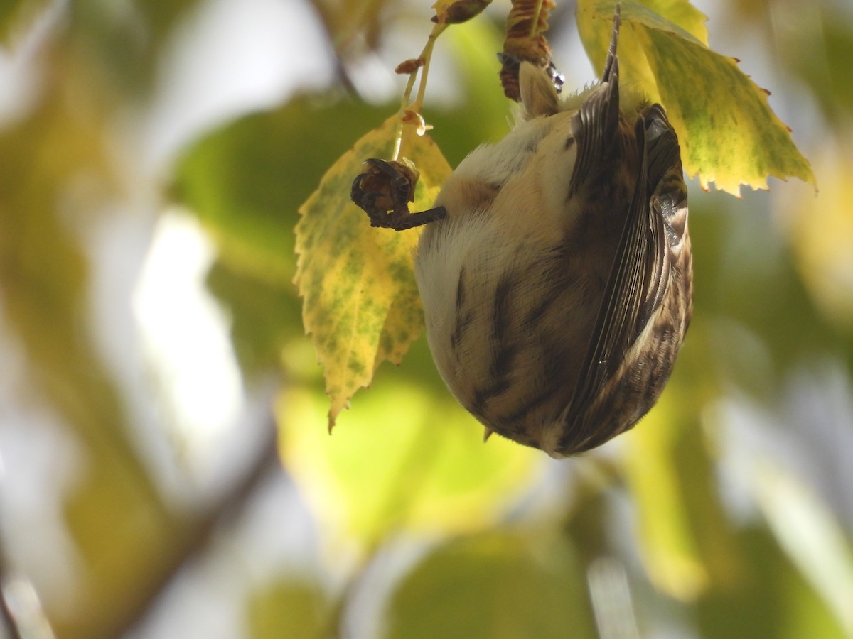 gråsisik (cabaret) (brunsisik) - ML645605528