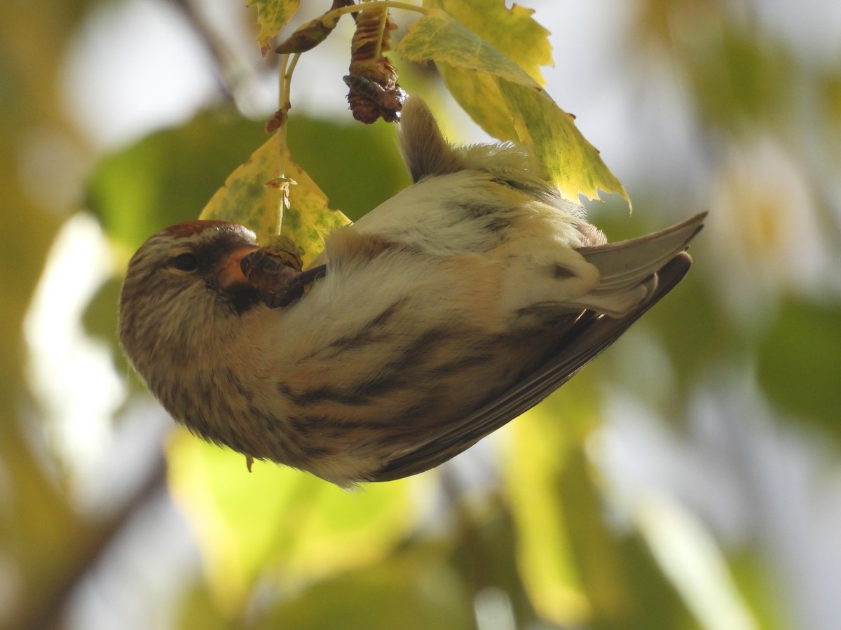 gråsisik (cabaret) (brunsisik) - ML645605529