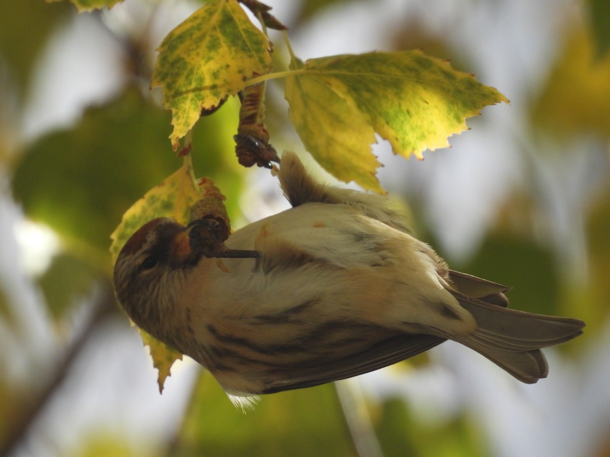 gråsisik (cabaret) (brunsisik) - ML645605530