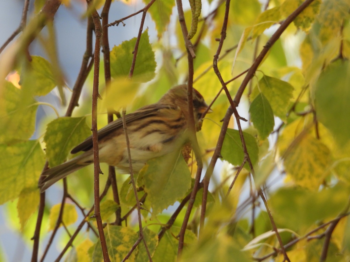 gråsisik (cabaret) (brunsisik) - ML645605531