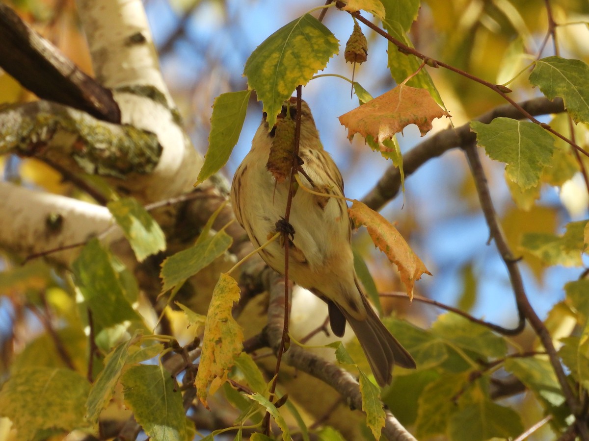 gråsisik (cabaret) (brunsisik) - ML645605532