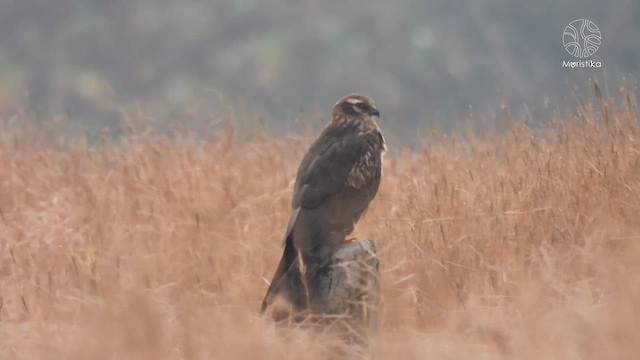 Mirotz urdina - ML645605534