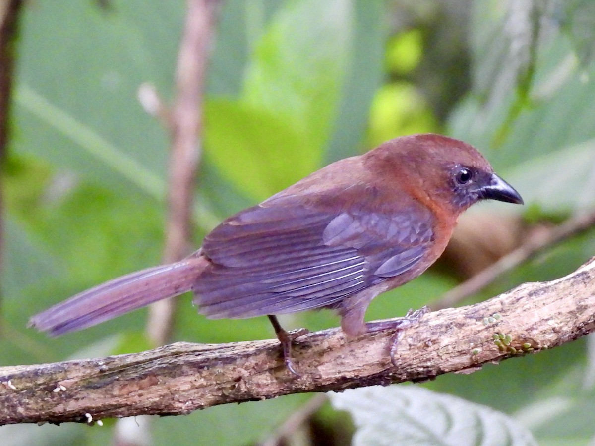 Red-throated Ant-Tanager - ML645605545