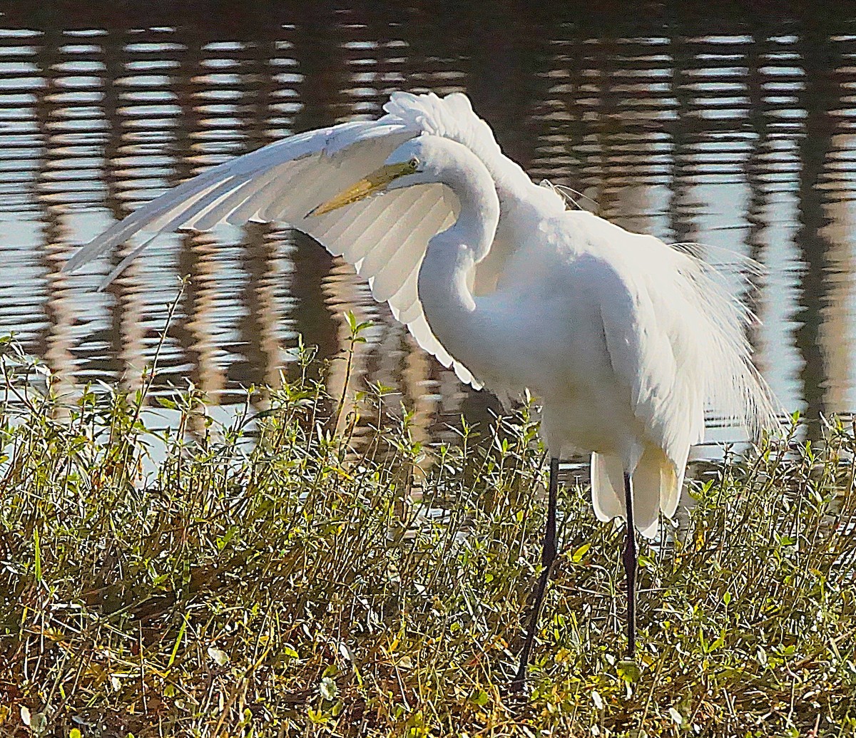 Great Egret - ML645605546