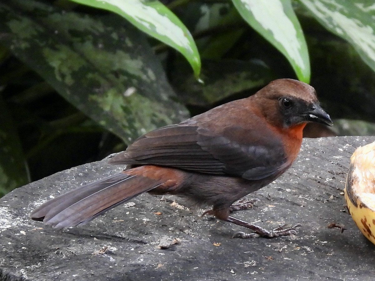 Red-throated Ant-Tanager - ML645605547
