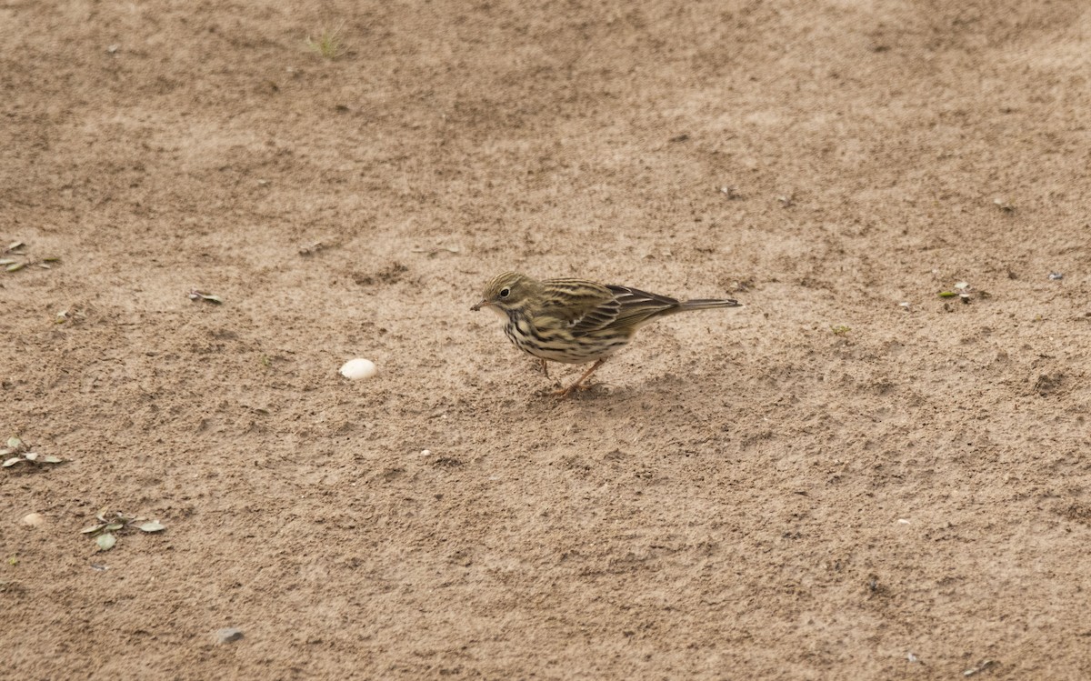 Meadow Pipit - ML645605549