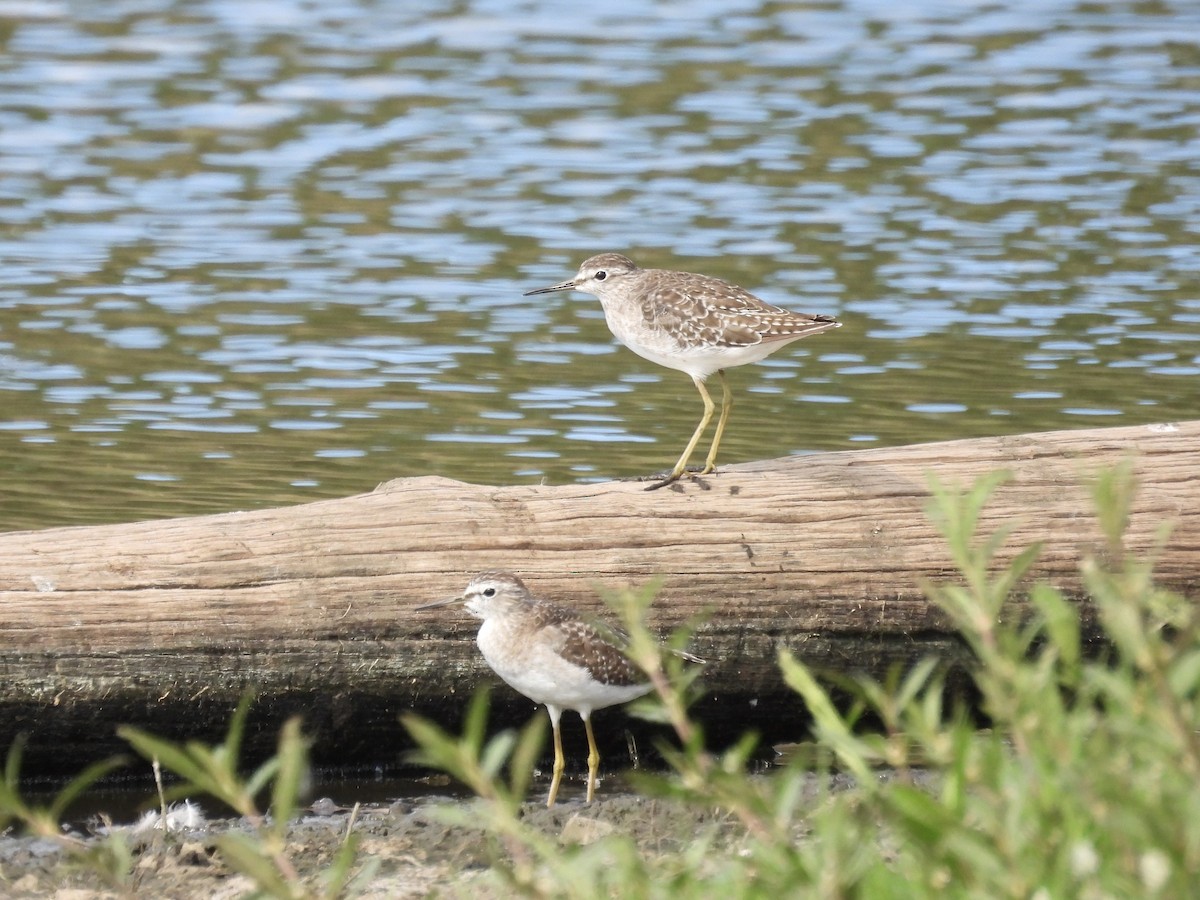 Wood Sandpiper - ML645605550