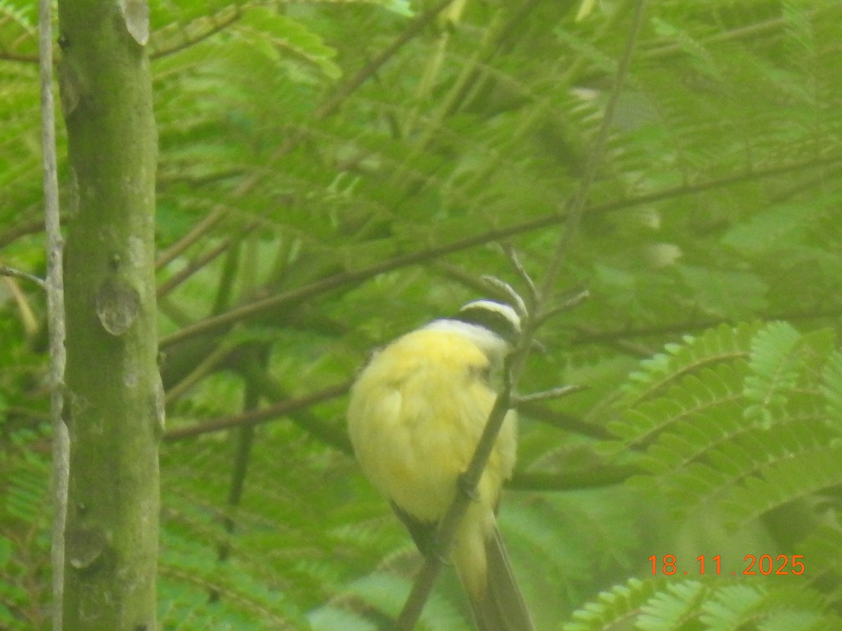 Great Kiskadee - ML645605551
