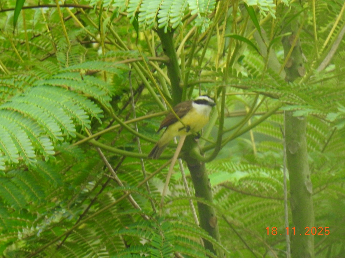 Great Kiskadee - ML645605552