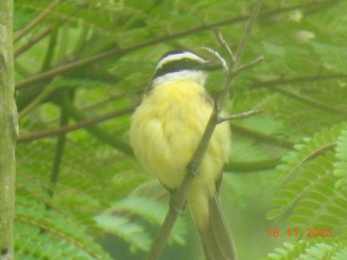 Great Kiskadee - ML645605553