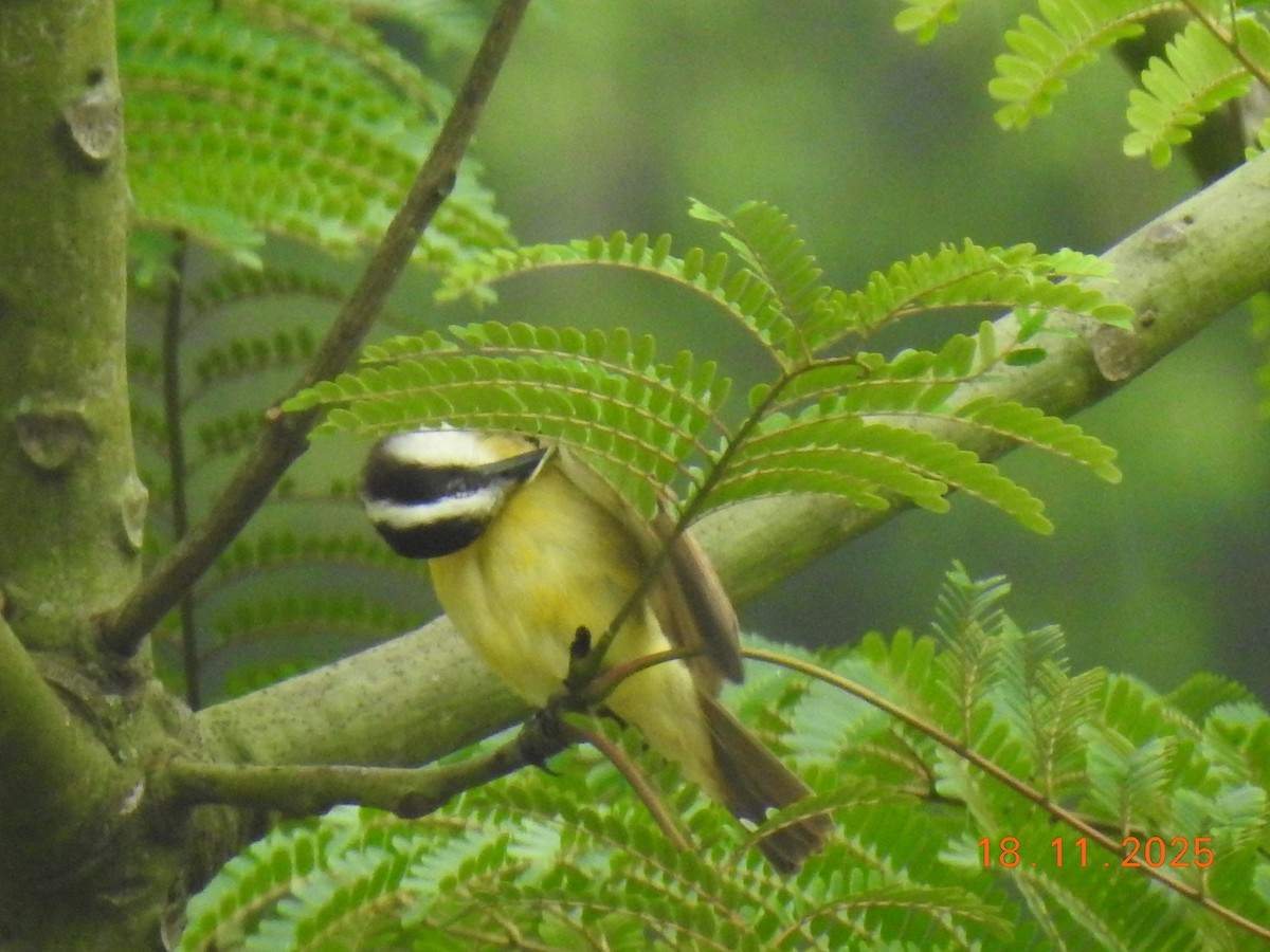 Great Kiskadee - ML645605554