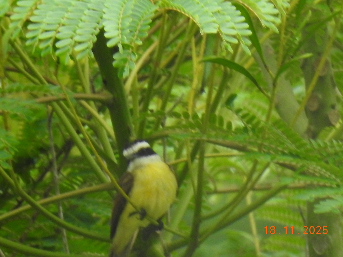 Great Kiskadee - ML645605555