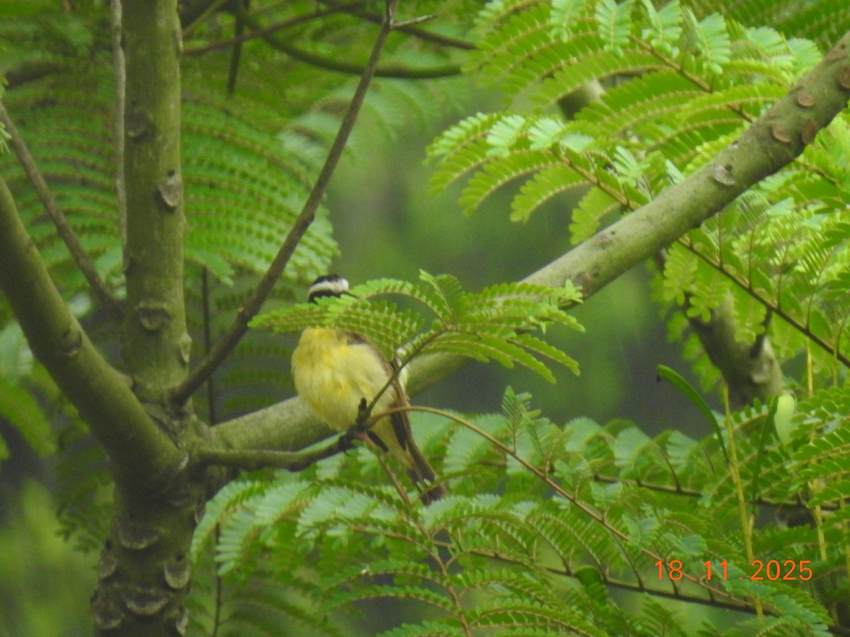 Great Kiskadee - ML645605556