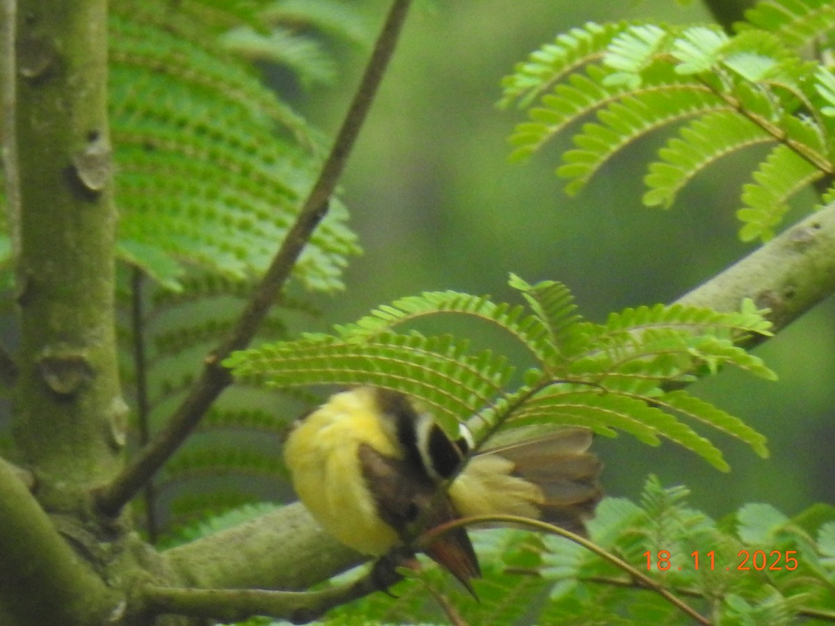 Great Kiskadee - ML645605557