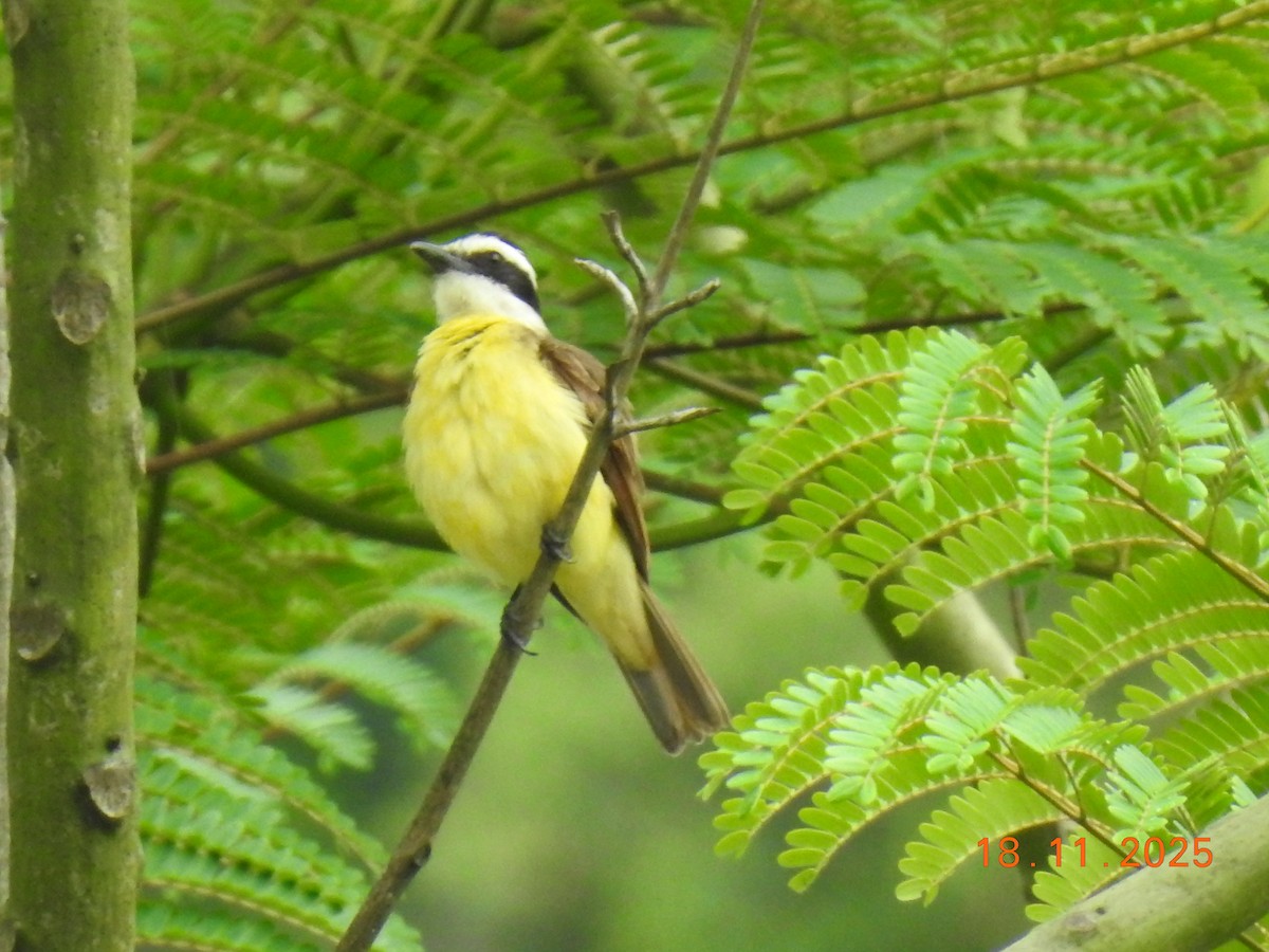 Great Kiskadee - ML645605558