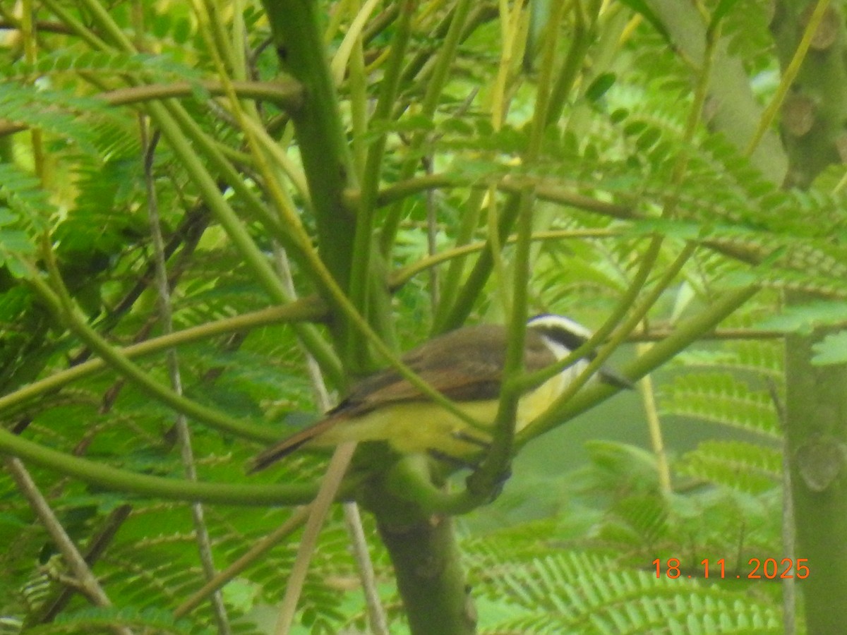 Great Kiskadee - ML645605559