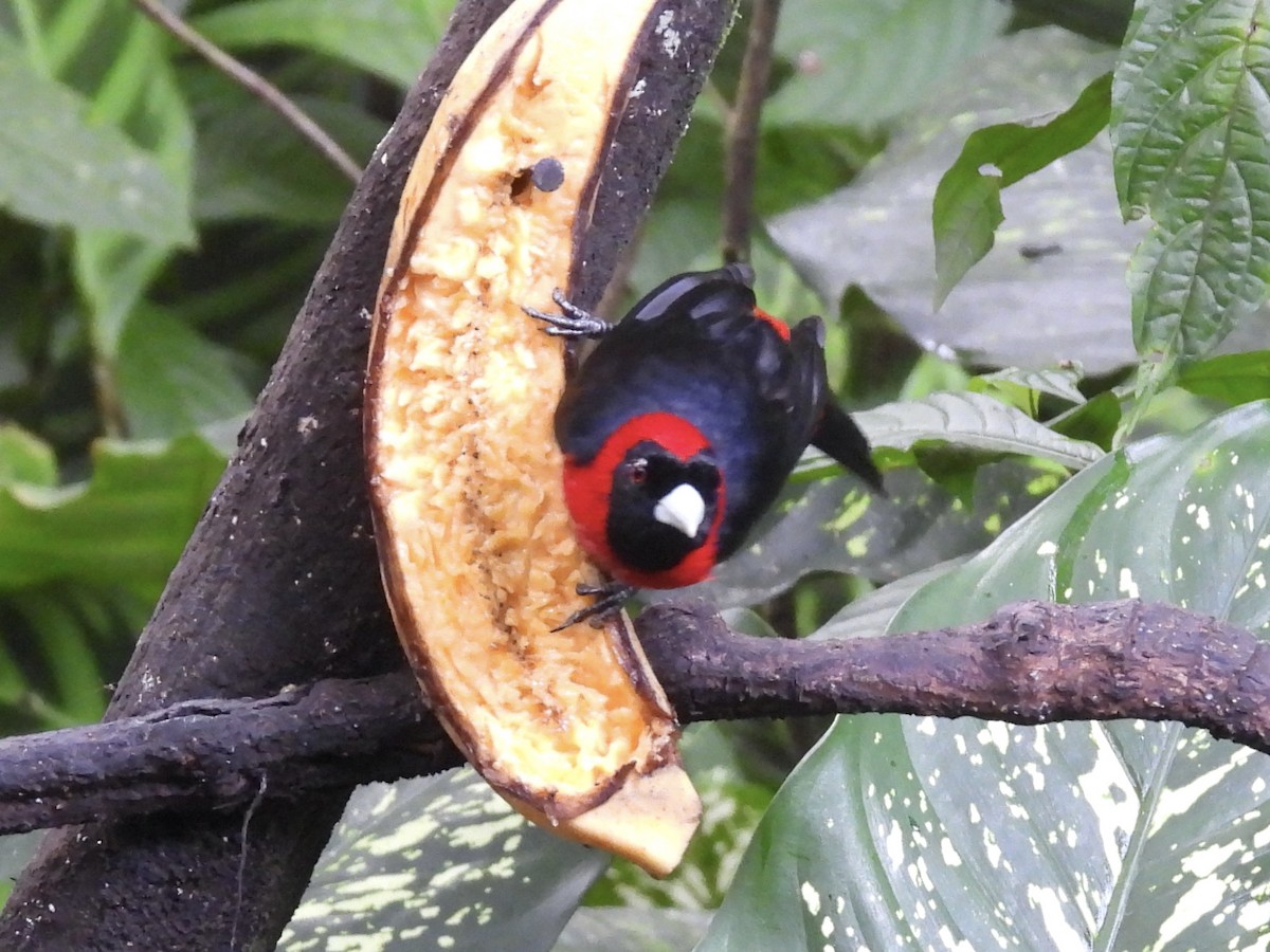 Crimson-collared Tanager - ML645605561