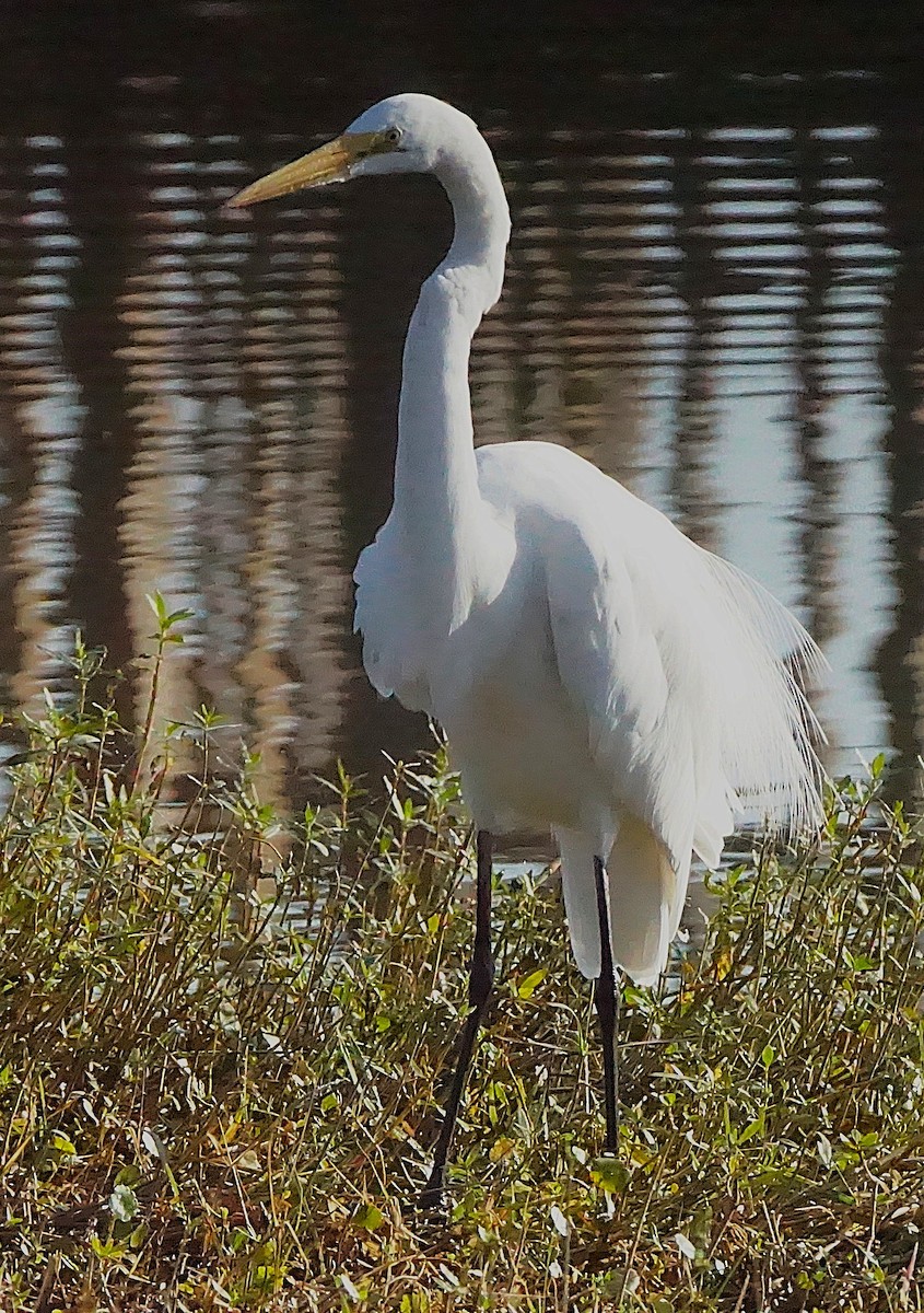 Great Egret - ML645605562