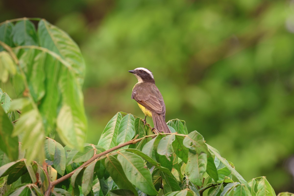 Rusty-margined Flycatcher - ML645605563