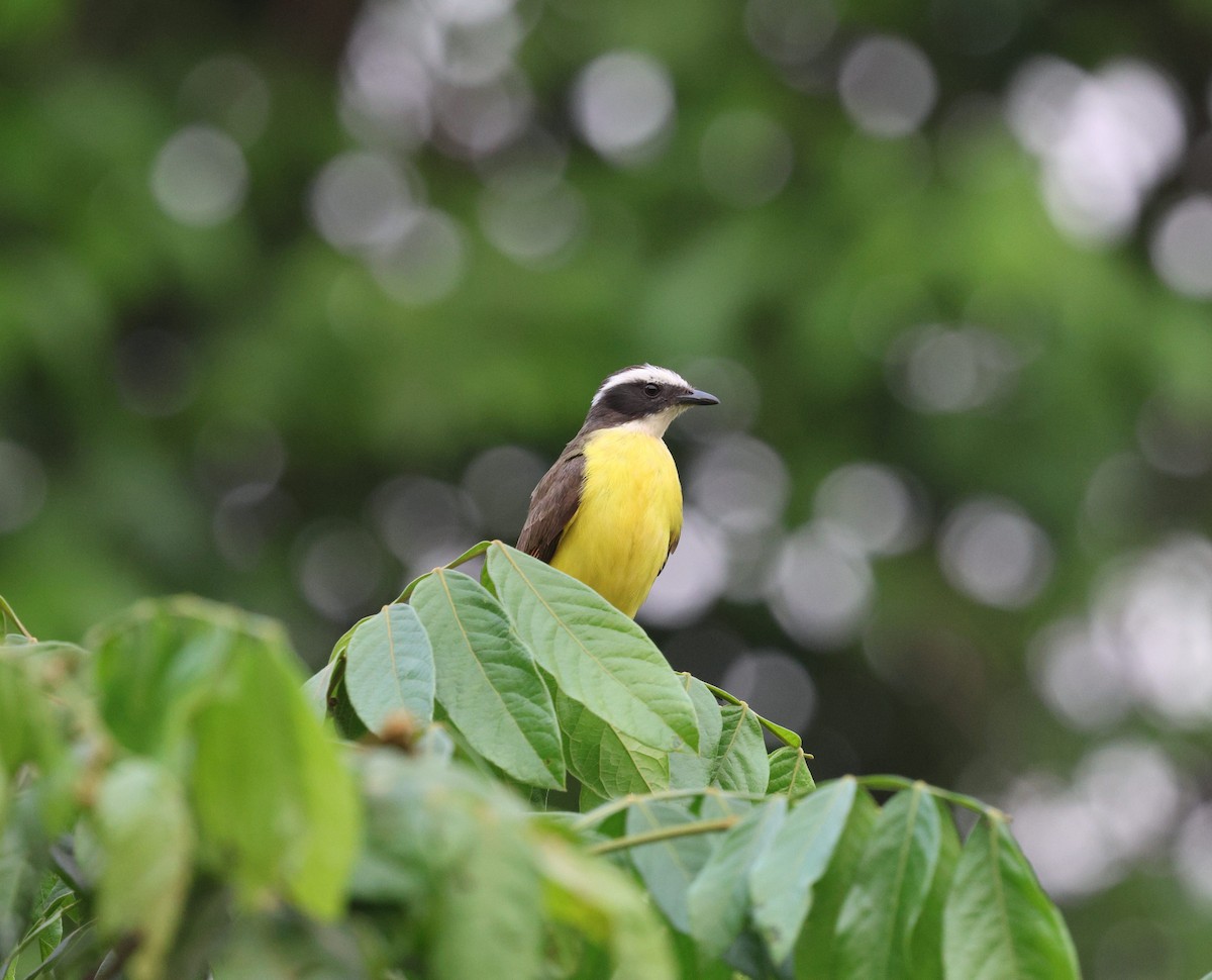 Rusty-margined Flycatcher - ML645605564